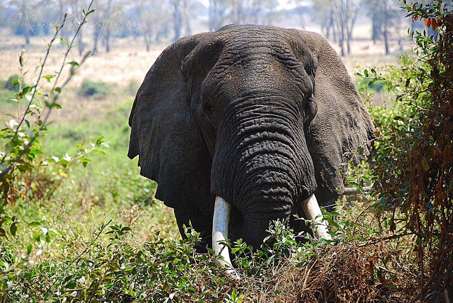 Forest Elephant, Tanzania