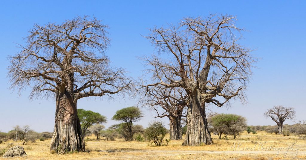 Serengeti Plains and Tree Silhouette, Serengeti National 