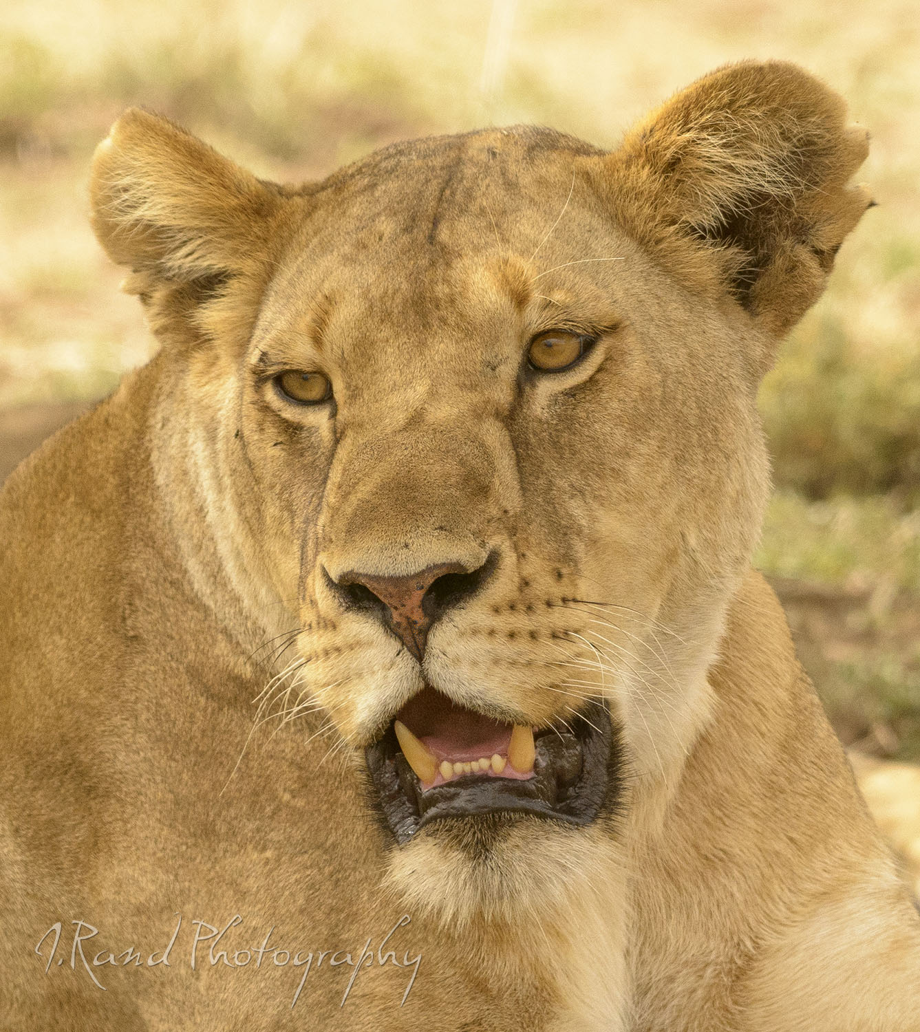 Female Lion, Tanzania Africa