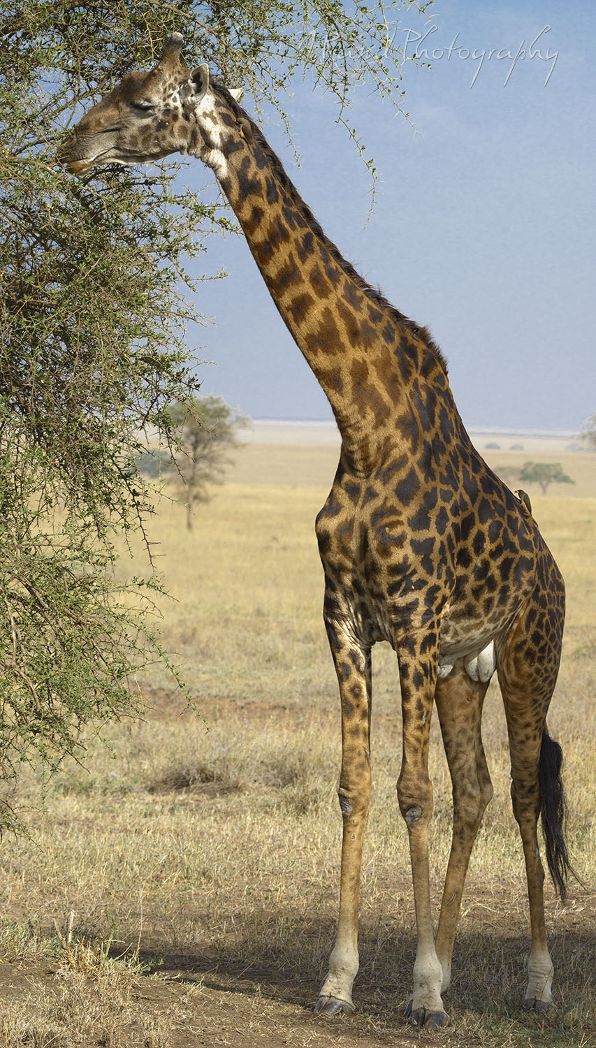 Giraffe, Tanzania Africa