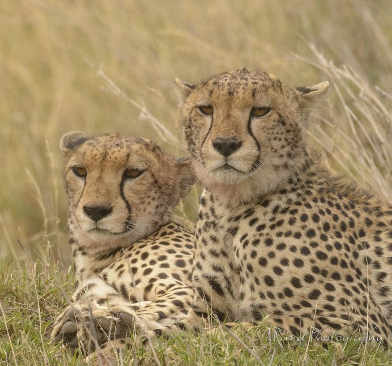 Serengeti National Park - National Park in Tanzania 