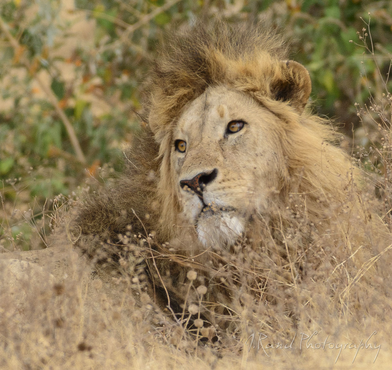Lion, Tanzania