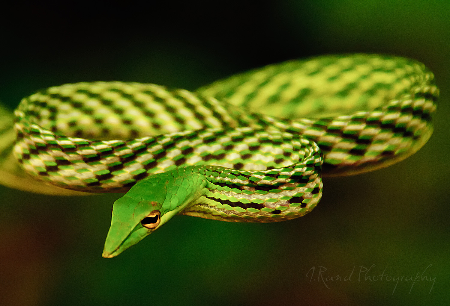 Green Vine Snake, Siri Lanka