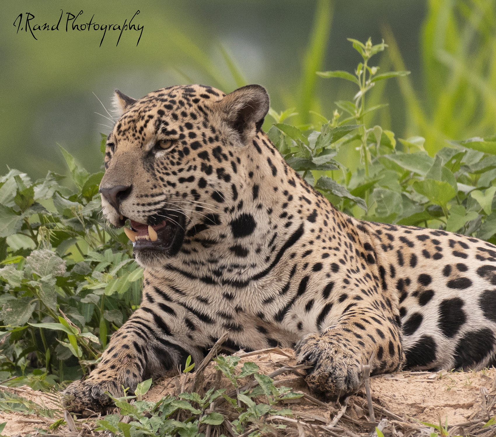 Jaguar, Pantanal Brazil