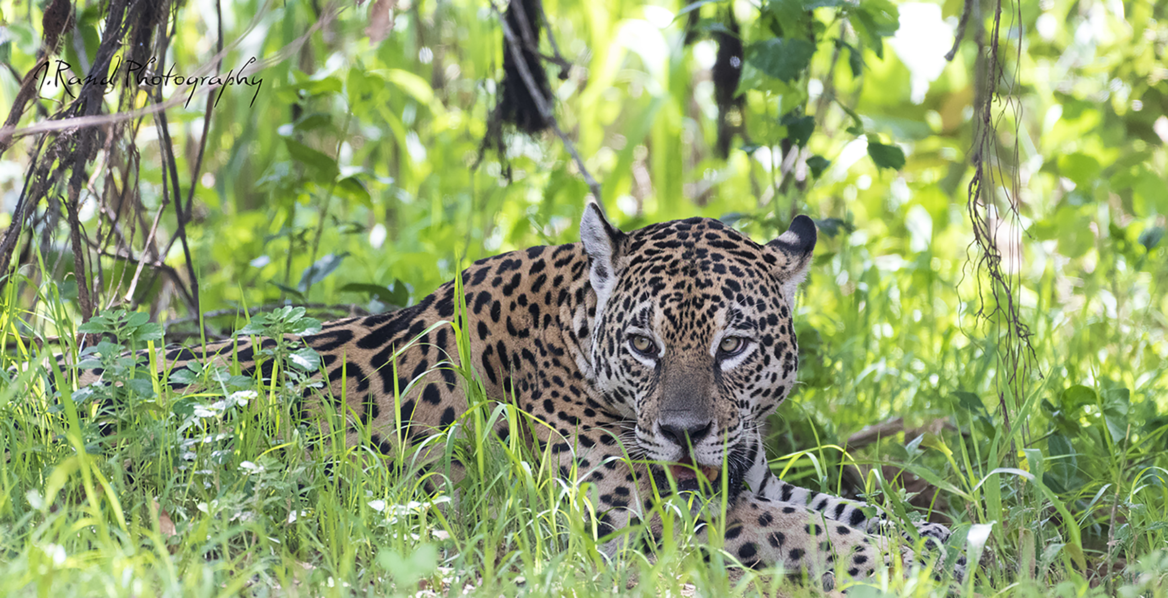 Jaguar, Pantanal Brazil