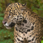 Jaguar Brazil