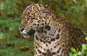 Jaguar Brazil